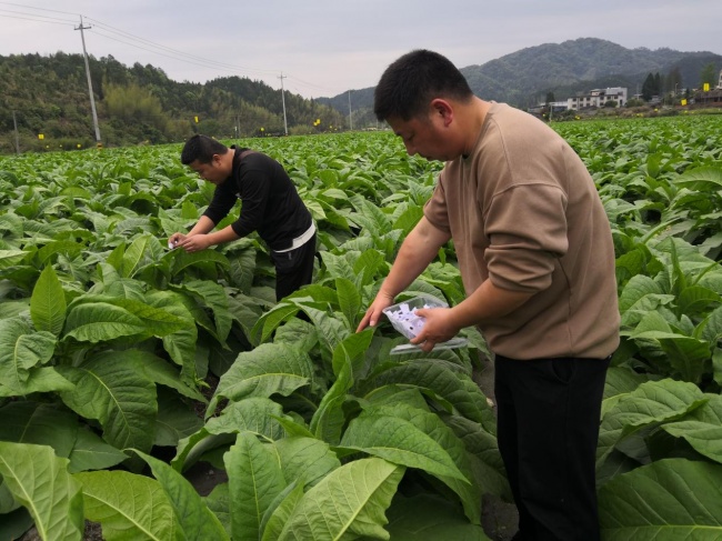 以烟稳粮 以虫治虫——福建三明粮烟融合守护丘陵山区“生态田”