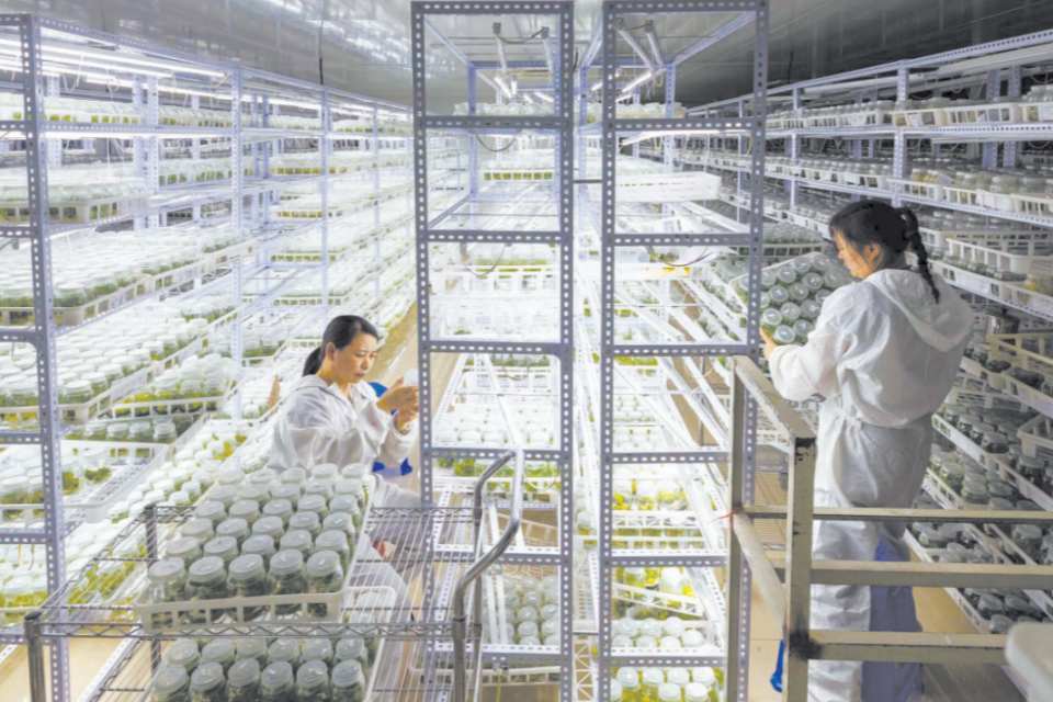 宁德屏南:高山上的“芬芳密码”