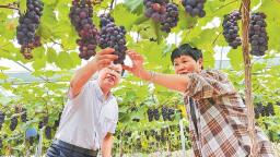 龙岩永定：山村农场把葡萄卖到国外去