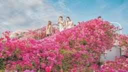 厦门“市花”三角梅迎来盛放期