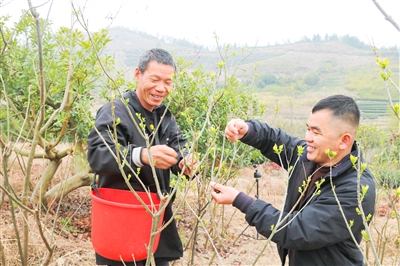 宁德福鼎枫树岭村:发展特色果蔬助农致富