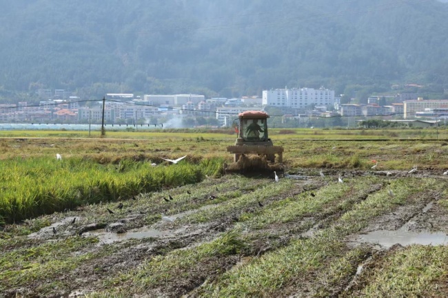 以烟稳粮 以虫治虫——福建三明粮烟融合守护丘陵山区“生态田”