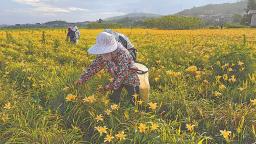 平潭凤美村台湾金针花基地迎来丰收