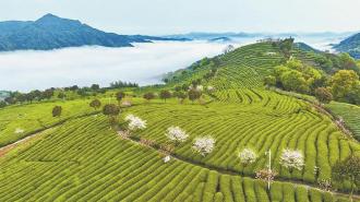 宁德坦洋村：一杯“工夫”茶 百年山海情