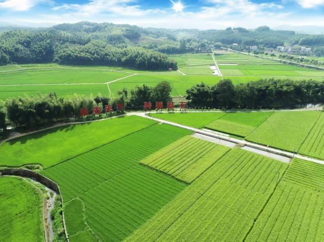 以烟稳粮 以虫治虫——福建三明粮烟融合守护丘陵山区“生态田”