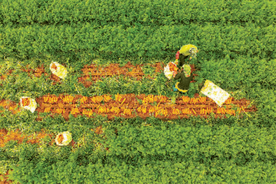 厦门翔安:拔萝卜 卖海外