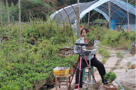 江西宜豐:直播盤活深山盆景産業 “空心村”闖出致富新路