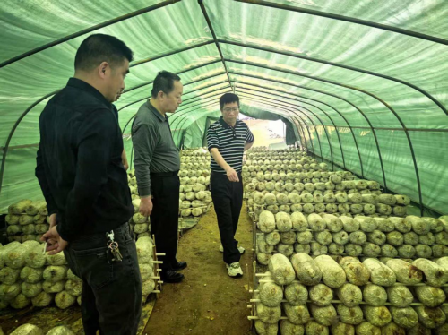大山裏的“蘑菇傘”:羊田村的振興“菇”事