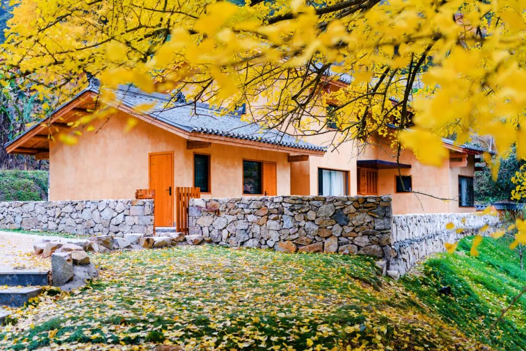 江西万安2025高岭银杏嘉年华即将启幕 null