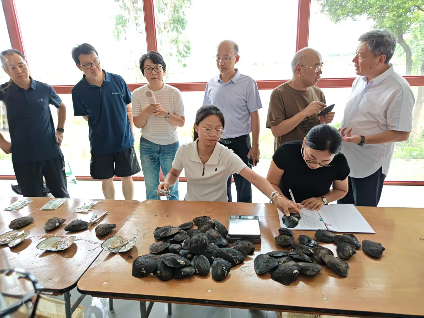 生态治水见实效!“渔—蚌—藻—菌”尾水治理模式现场测产顺利开展