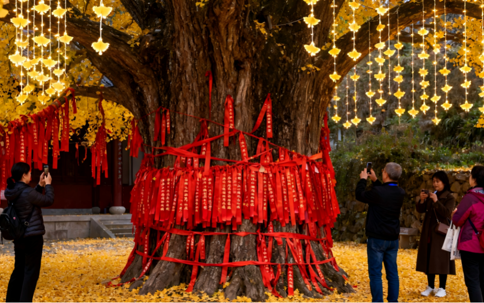 江西万安2025高岭银杏嘉年华即将启幕 null