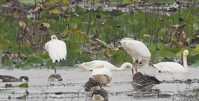 鄱阳湖“鹤舞莲海”:这场“天作之合”如何奇缘长续?
