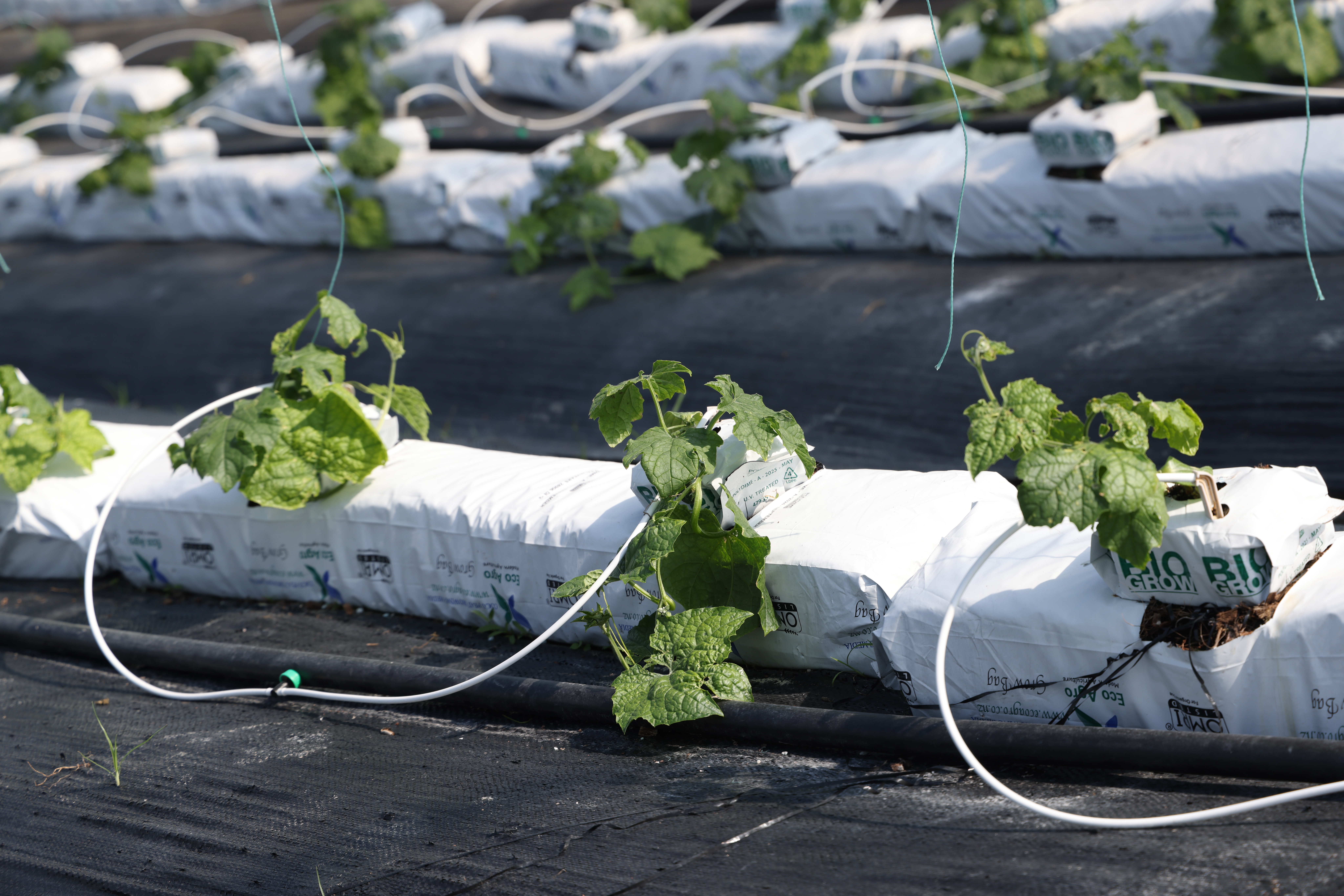 富硒大棚里的“新长征”——中外青年见证潭头村振兴路