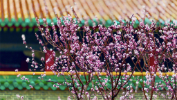 辽宁沈阳：黄瓦桃红 故宫春盛