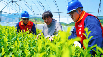 国网本溪供电公司：用电增容提速 钙果育苗不再等