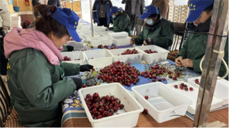 “四平樱红·早春鲜风” 大连四平大樱桃云端发力叫响特色鲜果品牌