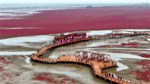 辽宁盘锦：红海滩点燃夏日游