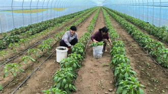 辽宁锦州：电力帮扶助力乡村辣椒产业红火