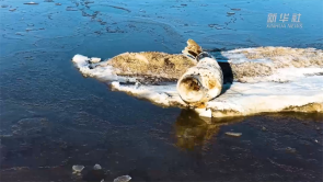 辽宁盘锦：约200只斑海豹享受“日光浴”