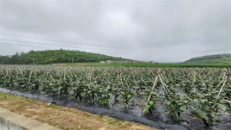 大连普兰店：紫茄挂满枝 丰产增收旺