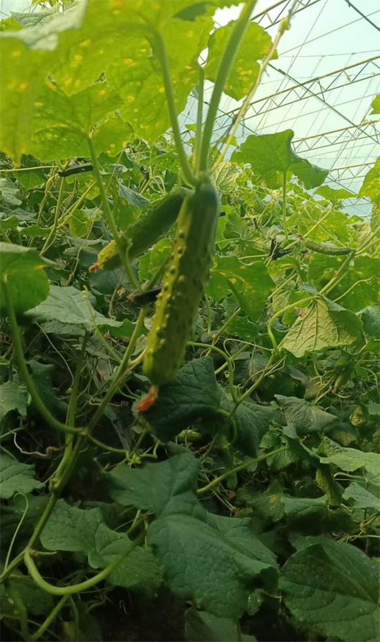 大棚黄瓜采摘忙 生态富民绘新章