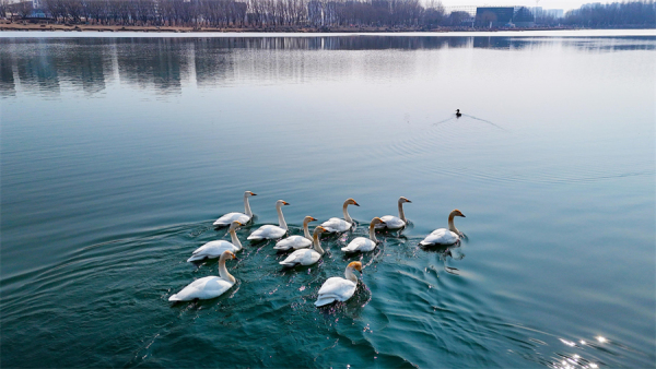 沈阳：一湖早春