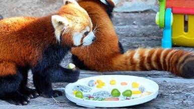 仪式感拉满，“萌兽”也吃上“元旦大餐”