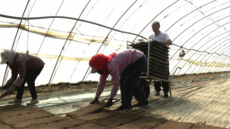 辽宁新民：不负春光好 水稻育苗忙