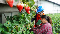 国网本溪供电公司：“本心服务”暖枫乡 精准护航促发展