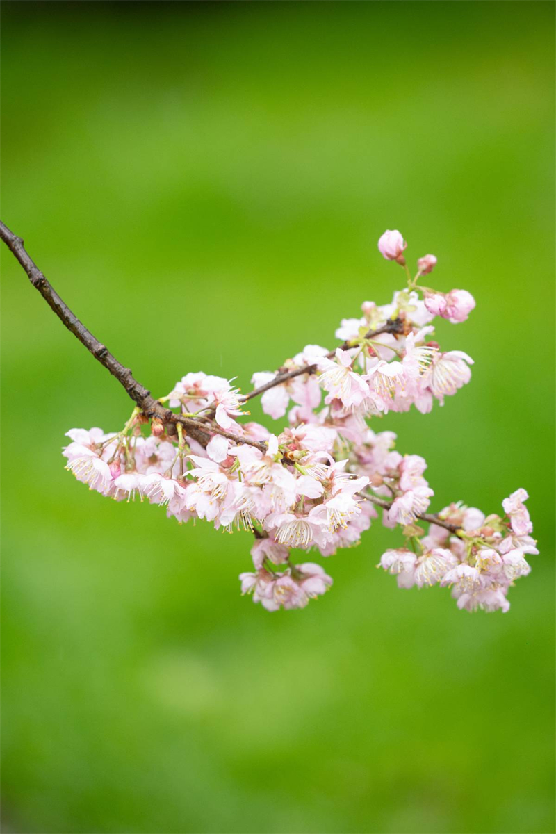 中国樱花集体亮相 武汉东湖樱园正式开园