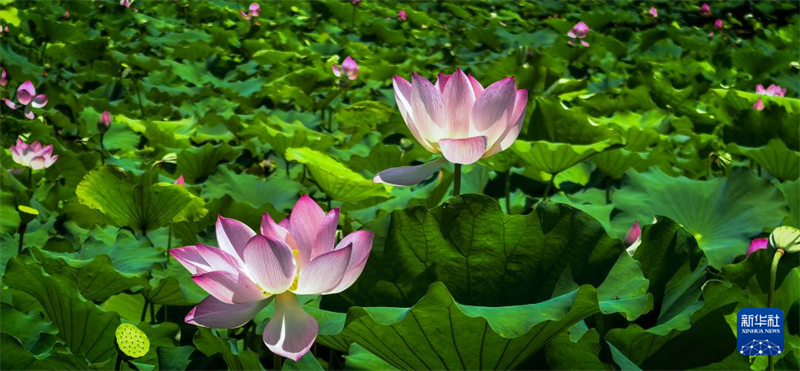湖北武汉:秋风拂江城 荷韵满东湖
