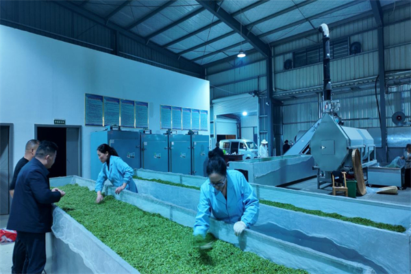 茶会武当 香飘中国:十堰茶产业高质量发展的绿色答卷