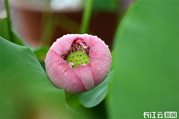 第十二屆“中國科學院名園名花”科普活動在武漢植物園啟動