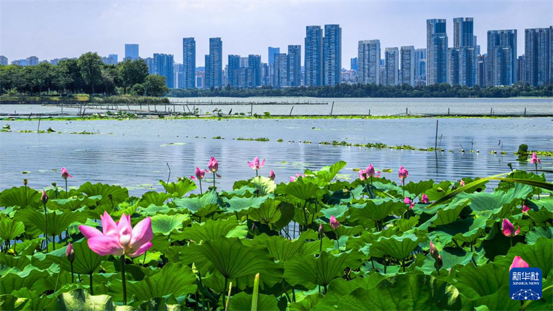 湖北武汉:秋风拂江城 荷韵满东湖