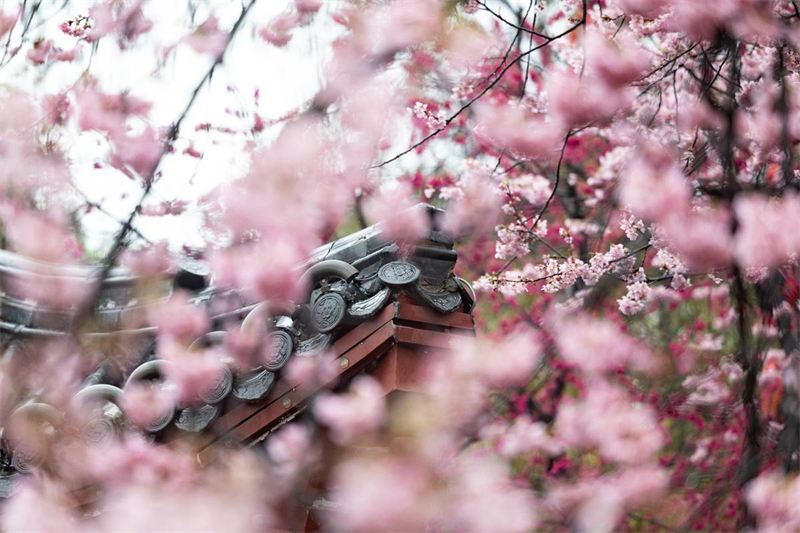 中国樱花集体亮相 武汉东湖樱园正式开园