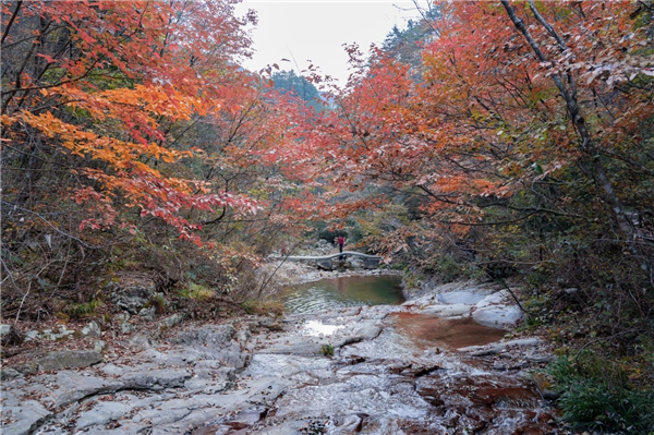 “缤纷秋色·醉美红叶”英山桃花冲第九届红叶季浪漫启幕 null