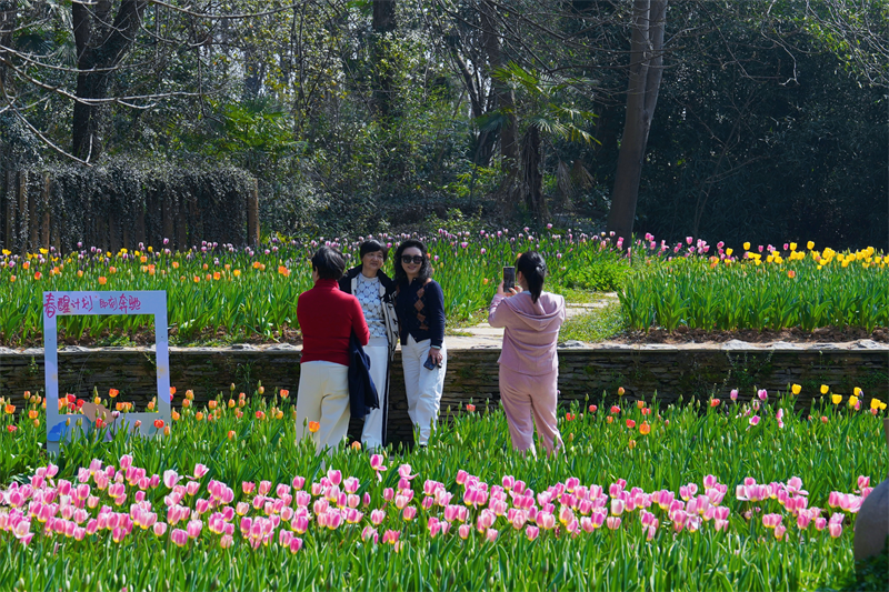 50万株郁金香泼洒春光 武汉植物园开启满园芳菲
