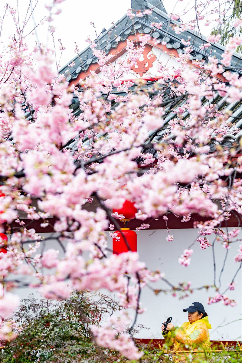 中国樱花集体亮相 武汉东湖樱园正式开园