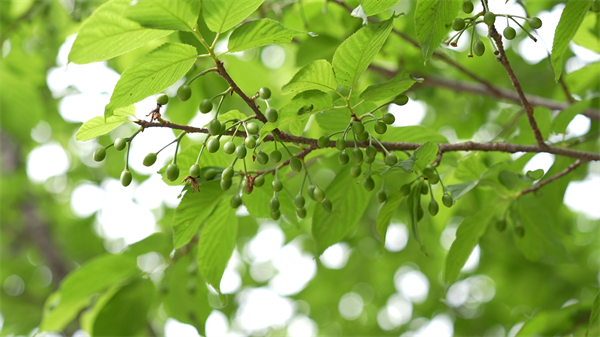 课堂搬到花树下 武汉龟山公园上演一场浪漫的自然课堂
