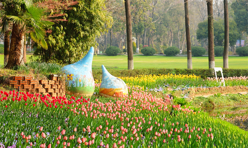 50万株郁金香泼洒春光 武汉植物园开启满园芳菲