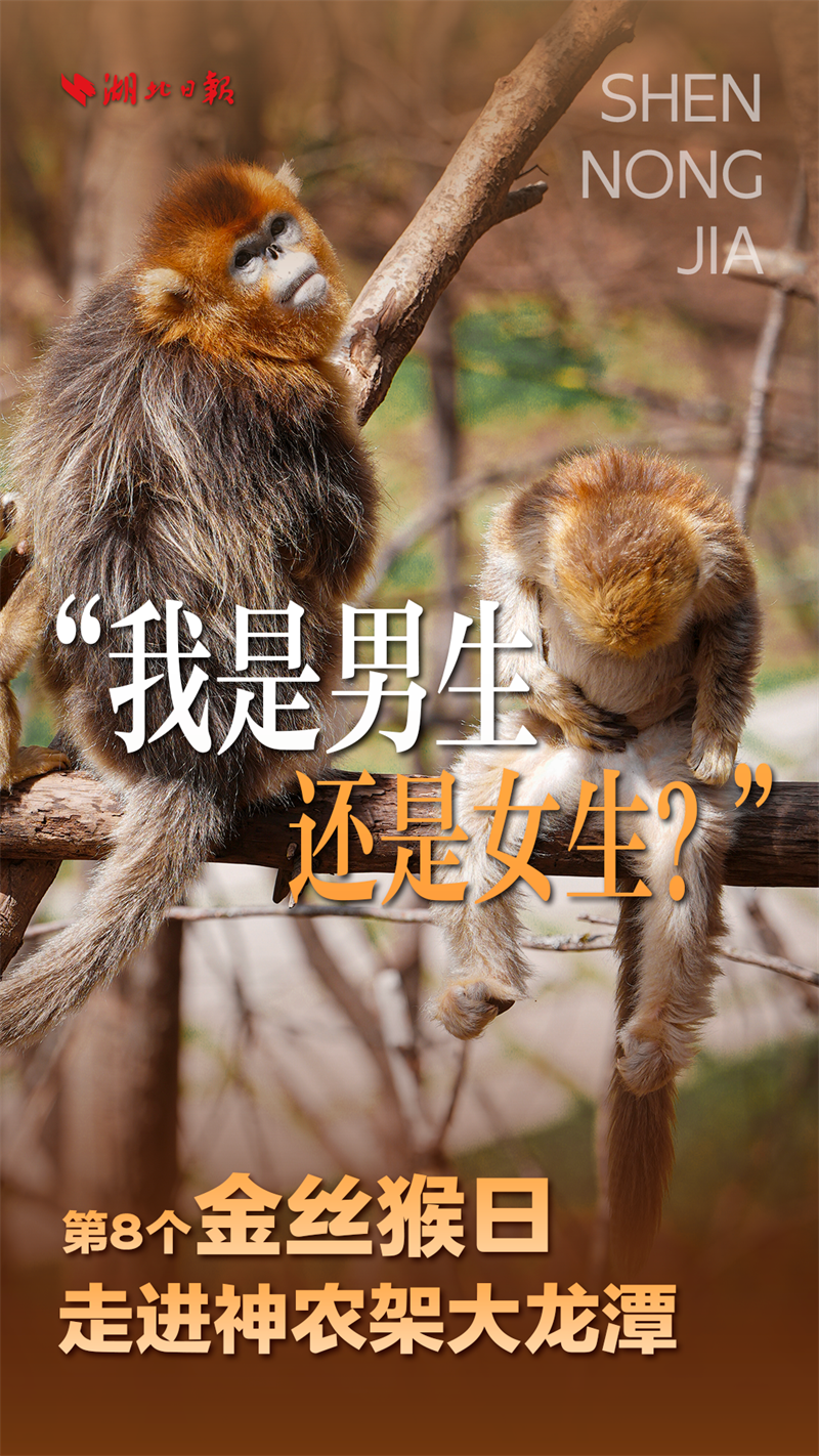 海報|大龍潭的“猴寶寶”長大啦!