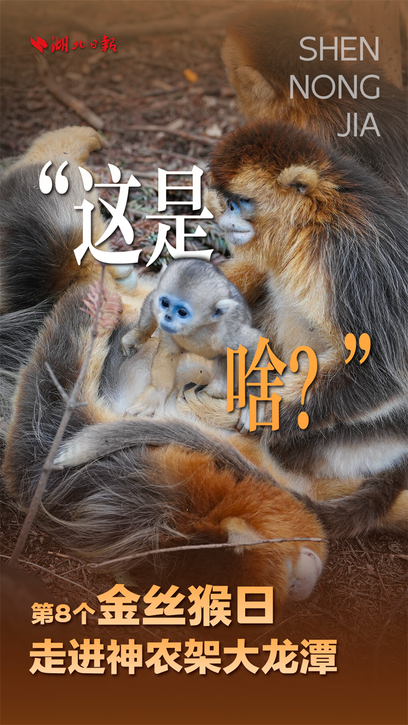 海報|大龍潭的“猴寶寶”長大啦!