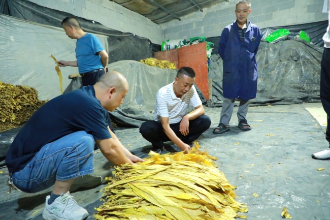 湖北利川:烟叶分级“搬进家” 上门服务“手把手”