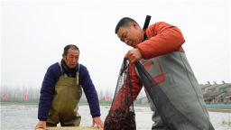 湖北潜江冬虾上市 价格较夏季翻倍