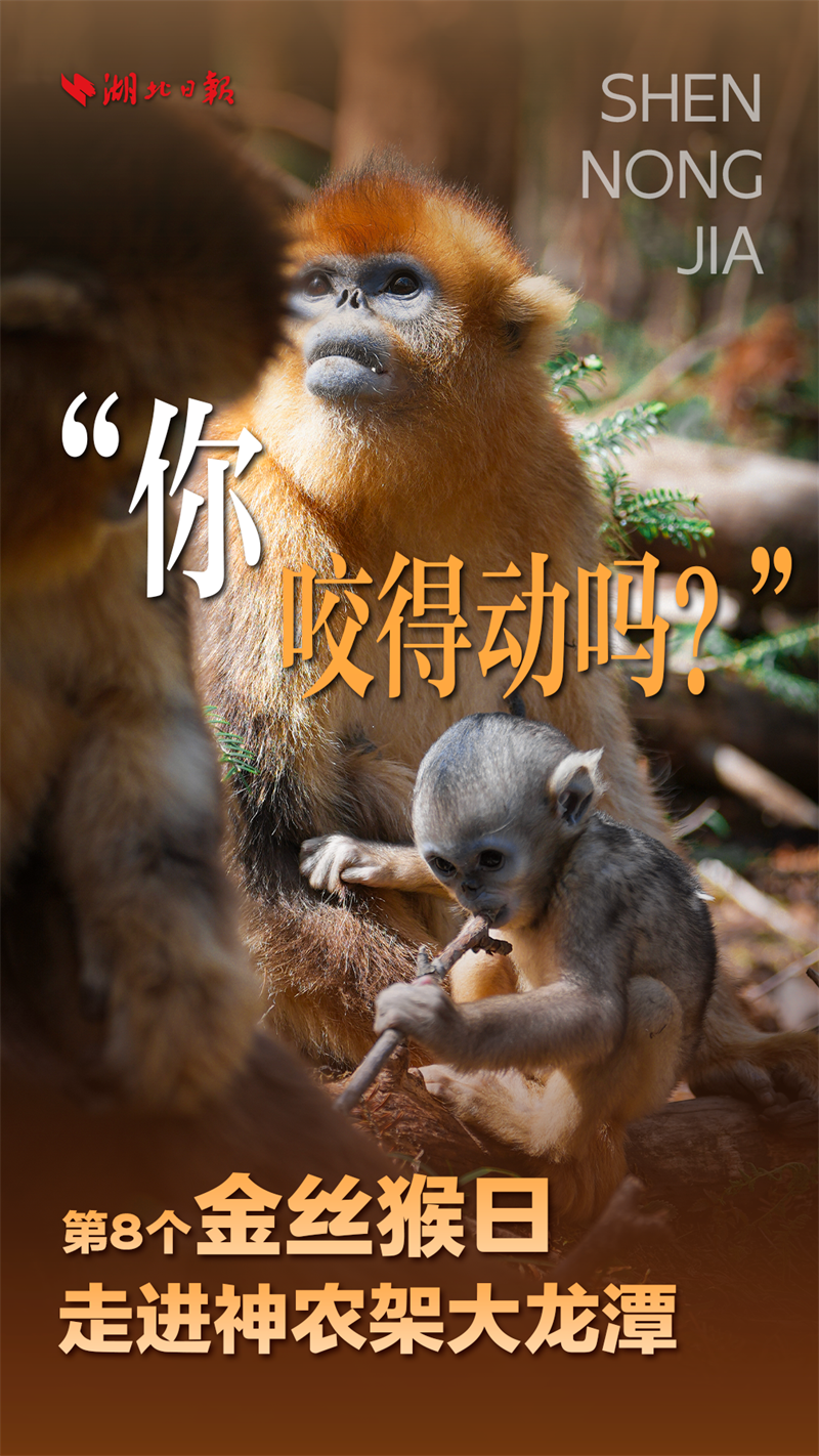 海報|大龍潭的“猴寶寶”長大啦!