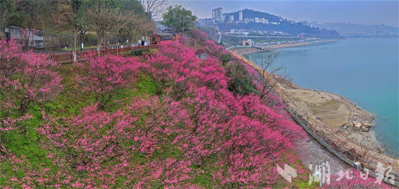 梅绽寒枝添亮色 三峡库区春来早