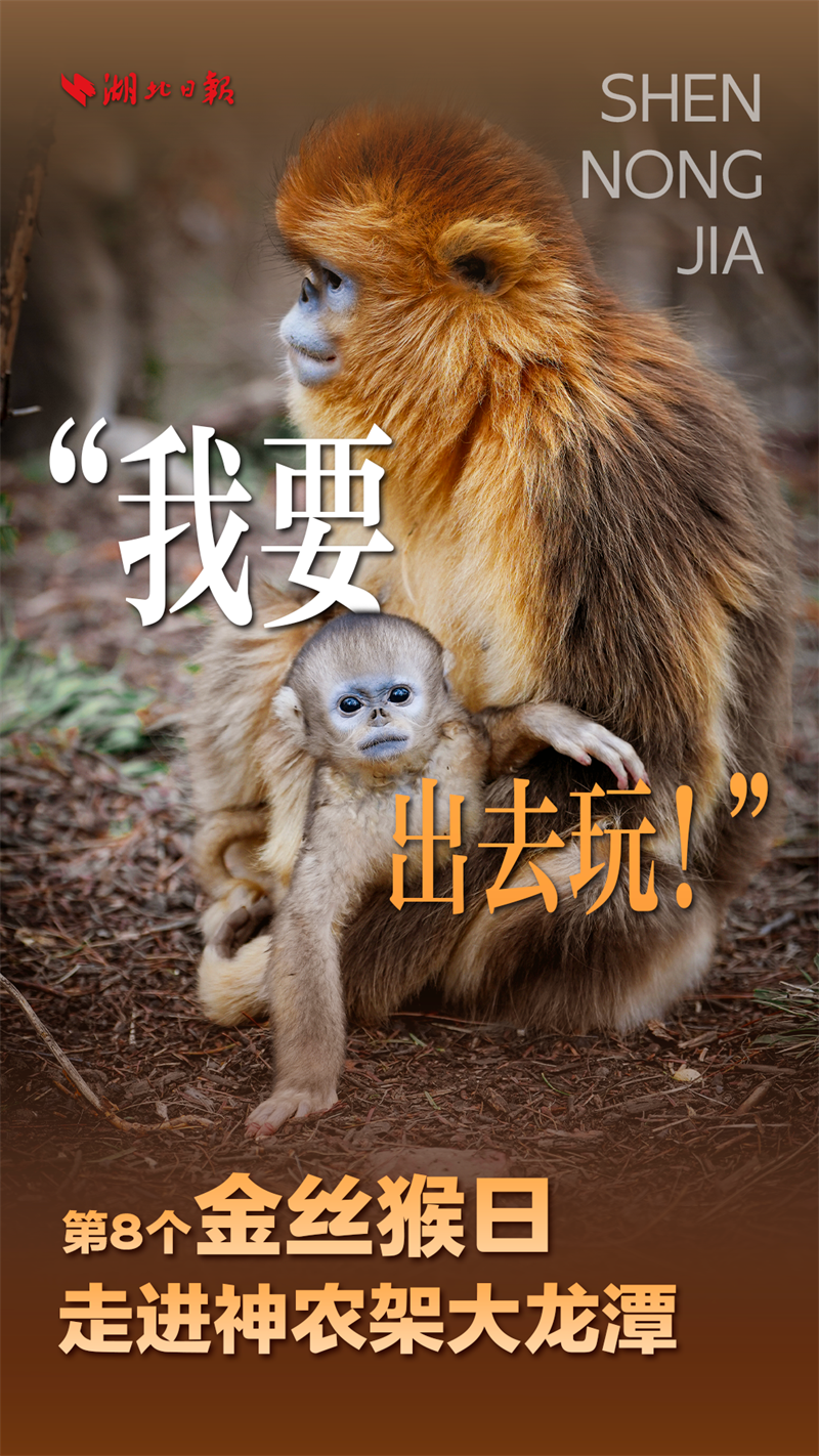海報|大龍潭的“猴寶寶”長大啦!