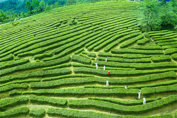茶会武当 香飘中国:十堰茶产业高质量发展的绿色答卷