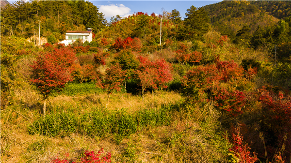 “缤纷秋色·醉美红叶”英山桃花冲第九届红叶季浪漫启幕 null