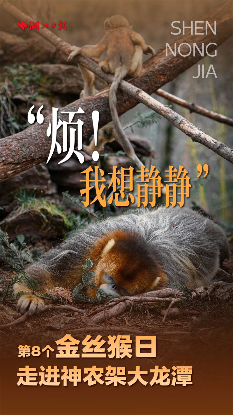 海報|大龍潭的“猴寶寶”長大啦!